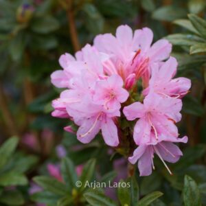 Rhododendron 'Lilian Harvey'