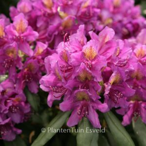 Rhododendron 'Marcel Menard'