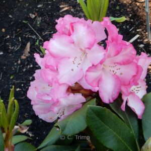 Rhododendron 'Marinus Koster'