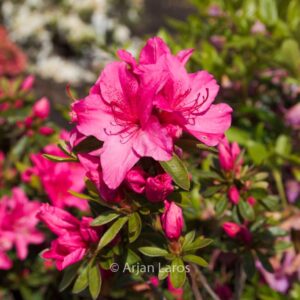 Rhododendron 'Maxwellii'