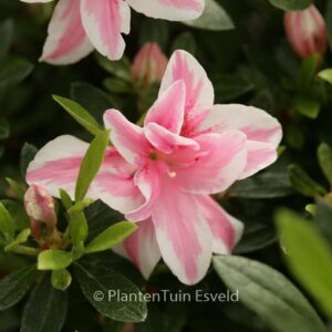 Rhododendron 'Melle'