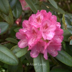 Rhododendron 'Merveille de Boskoop'