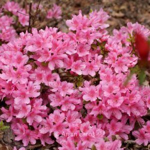 Rhododendron 'Mie-no-umi' (Azalea)