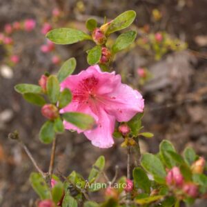 Rhododendron 'Mimi' (Azalea)