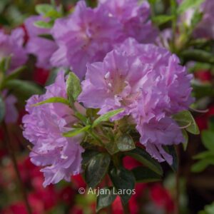 Rhododendron 'Mme Boussaert' (Azalea)