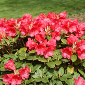Rhododendron 'Molly Ann'