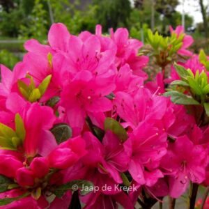 Rhododendron 'Momoko' (GEISHA PINK) (Azalea)