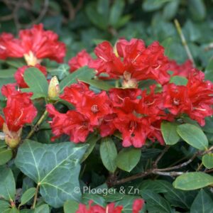 Rhododendron 'Monica'
