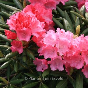 Rhododendron 'Ninotschka'