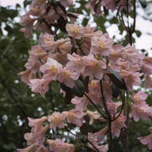 Rhododendron 'Nizette'