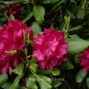 Rhododendron 'Nova Zembla'