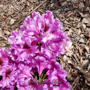 Rhododendron 'Orakel'