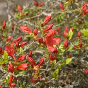 Rhododendron 'Orange Beauty' (Azalea)