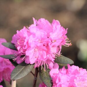 Rhododendron 'P.J. Mezitt'