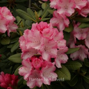 Rhododendron 'Papageno'