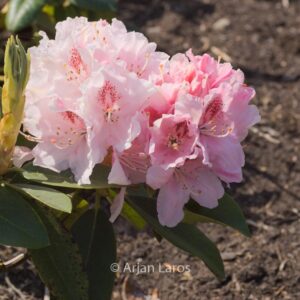 Rhododendron 'Peggy Bannier'