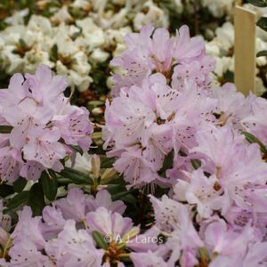 Rhododendron 'Phalarope'