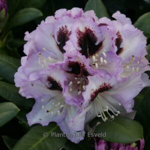 Rhododendron 'Pinguin'