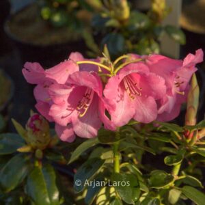 Rhododendron 'Pink Bountiful'