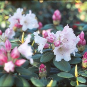 Rhododendron 'Pink Brightness'