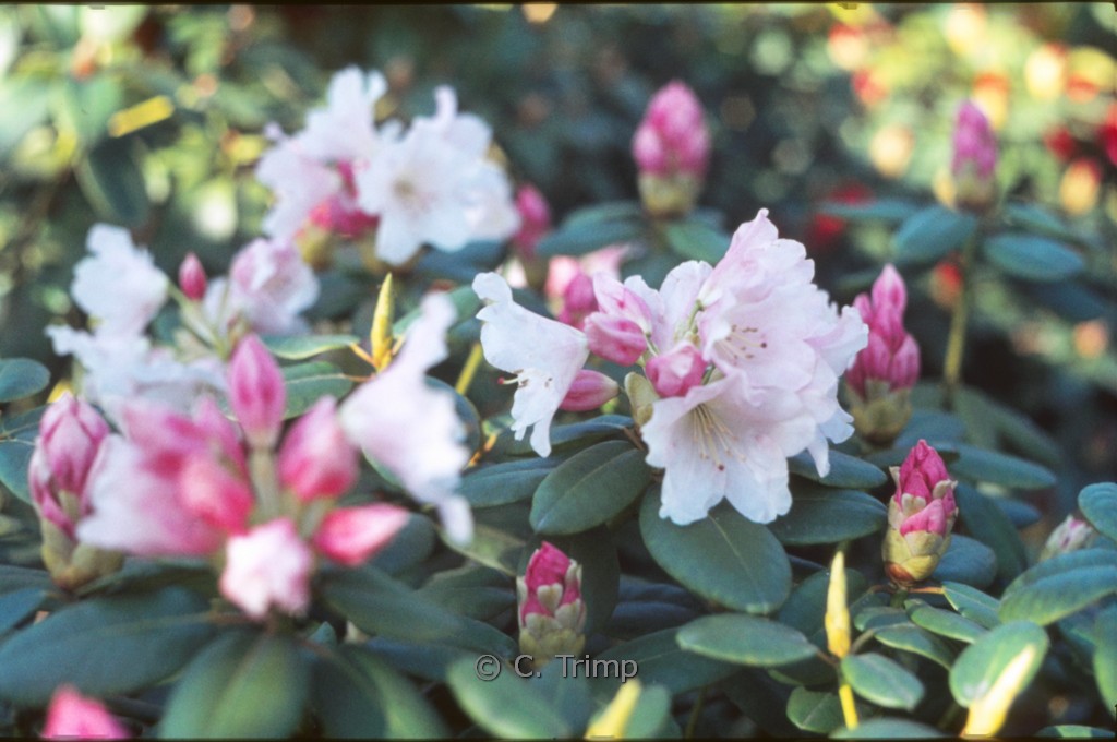 Rhododendron 'Pink Brightness'