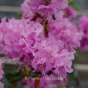 Rhododendron 'Pioneer'