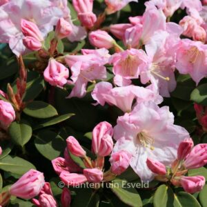 Rhododendron 'Pipaluk'