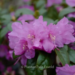Rhododendron 'Praecox'