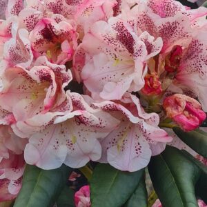 Rhododendron 'Prinses Maxima'