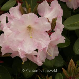 Rhododendron 'Psyche'