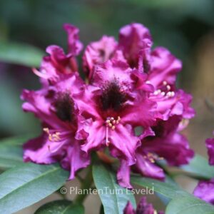 Rhododendron 'Purple Splendour'