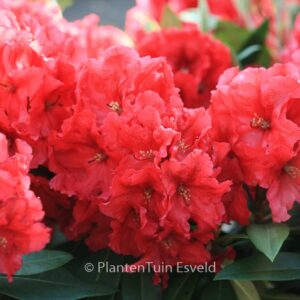 Rhododendron 'Rabatz'