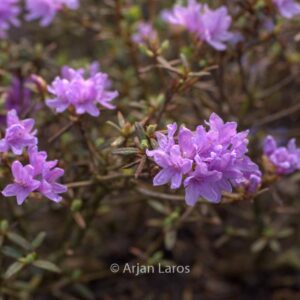 Rhododendron 'Raisa'