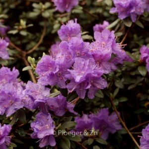 Rhododendron 'Ramapo'