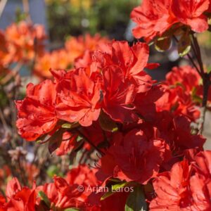 Rhododendron 'Red Beauty' (Azalea)
