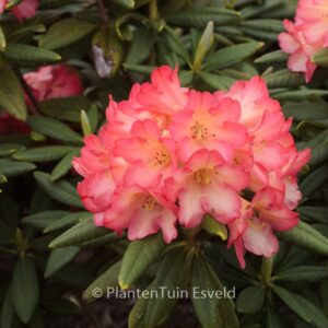 Rhododendron 'Red Sorbet'
