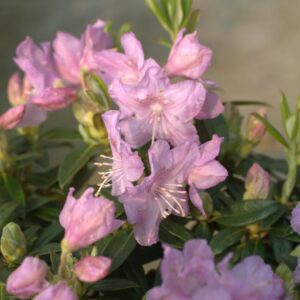 Rhododendron 'Robert Seleger'