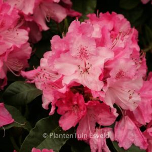 Rhododendron 'Rocket'