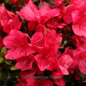 Rhododendron 'Rosalie' (Azalea)