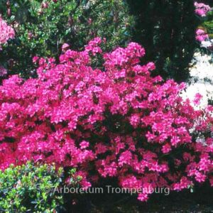 Rhododendron 'Rosalind' (Azalea)