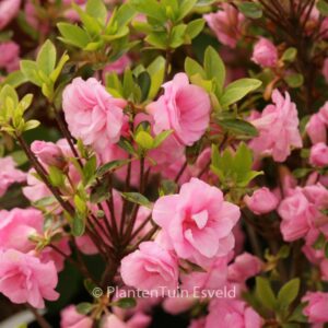 Rhododendron 'Rosebud' (Azalea)