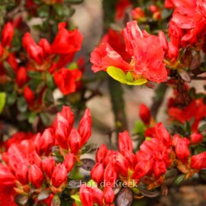 Rhododendron 'Santa Maria' (Azalea)