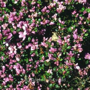 Rhododendron 'Sazava' (Azalea)