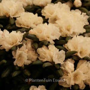 Rhododendron 'Schneekissen'