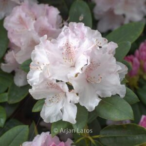 Rhododendron 'Schneekrone'