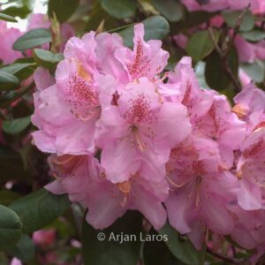 Rhododendron 'Scintillation'