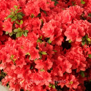 Rhododendron 'Signalgluehen' (Azalea)