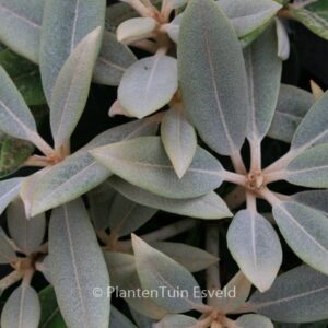 Rhododendron 'Silbervelours'