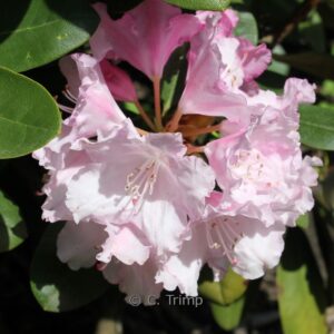 Rhododendron 'Silberwolke'