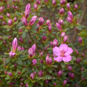 Rhododendron 'Simplon' (Azalea)